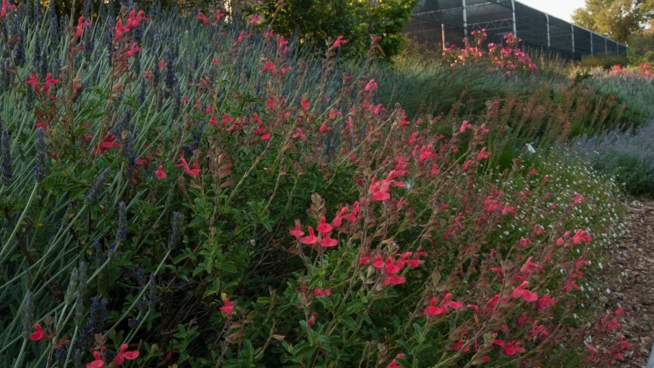 Autumn sage is great for attracting beneficial wildlife from bees to hummingbirds. (Photo by Susie Nishio) Image of Autumn sage in the UC Davis Arboretum Teaching Nursery's demo bed.