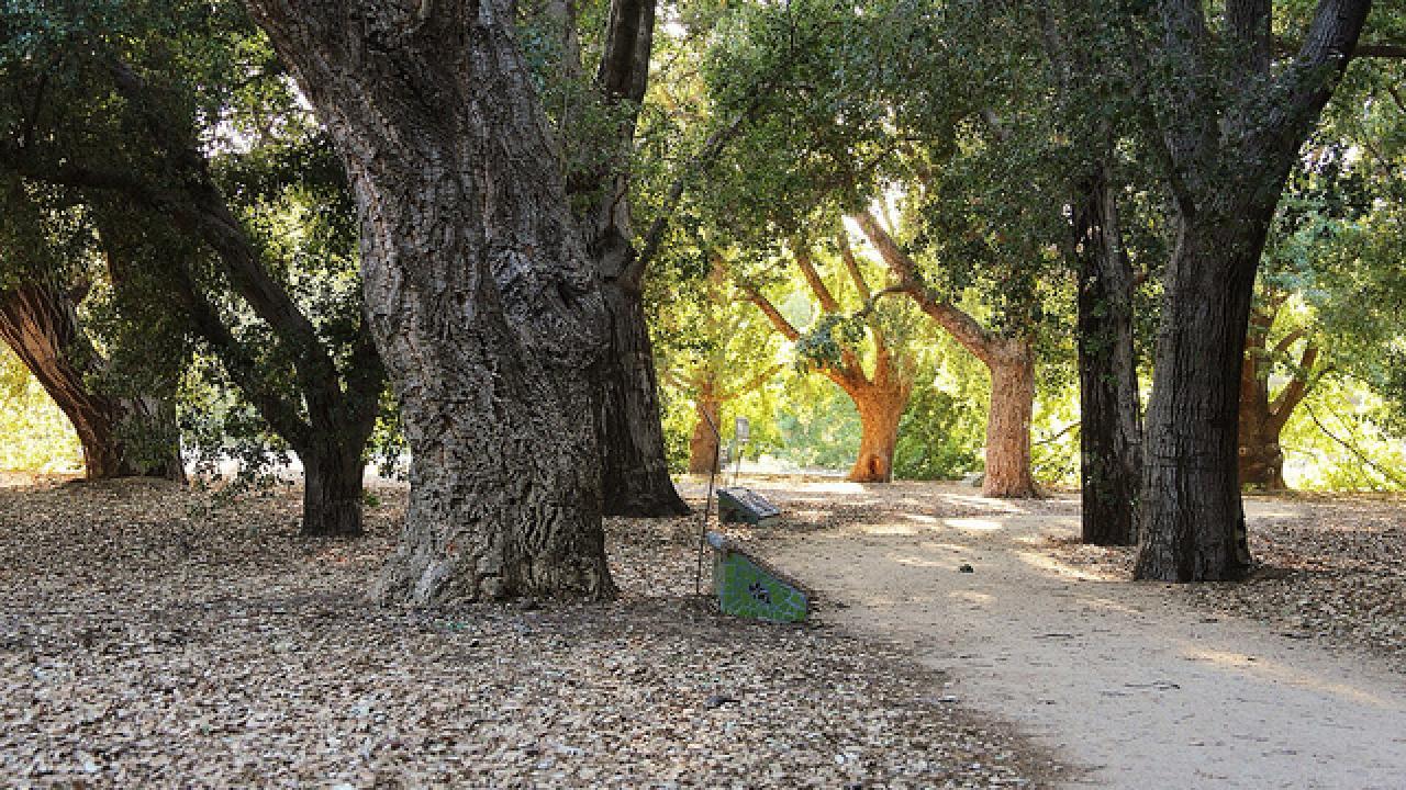 Get to know oaks from around the world by exploring the UC Davis Arboretum’s Peter J. Shields Oak Grove. Photo courtesy of jdavisphotography.com. oak grove: oak trees and path