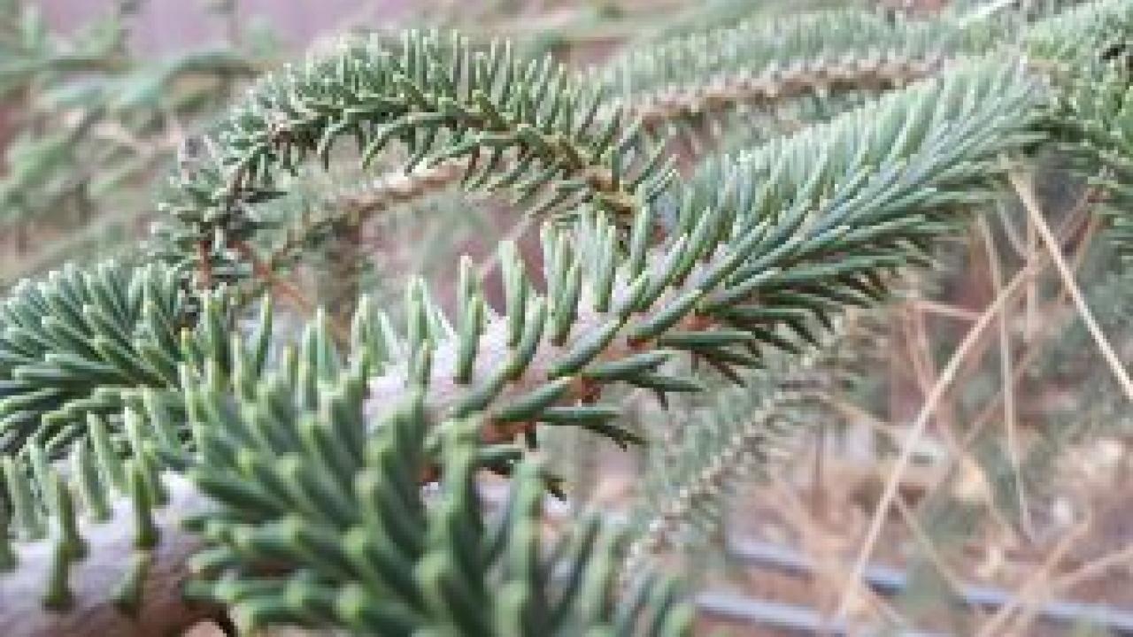 The needles of the Spanish fir tree radially surround the branches and feel like you are touching a hedgehog hence this tree’s other name, the hedgehog fir. Needles of Spanish fir