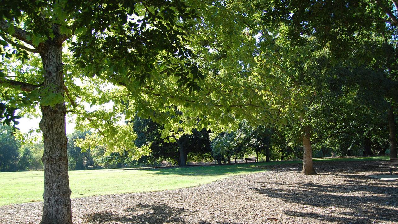 Peter J. Shields Oak Grove