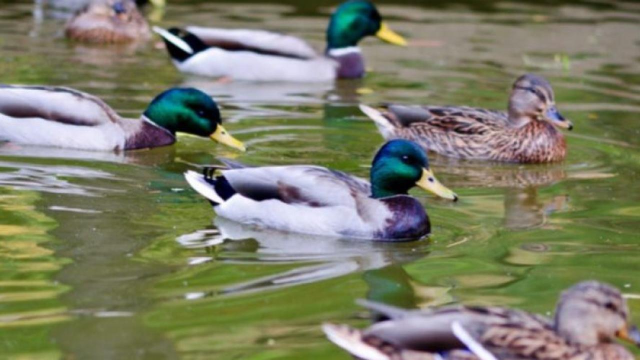 Image of a mallard duck in the UC Davis Arboretum. 