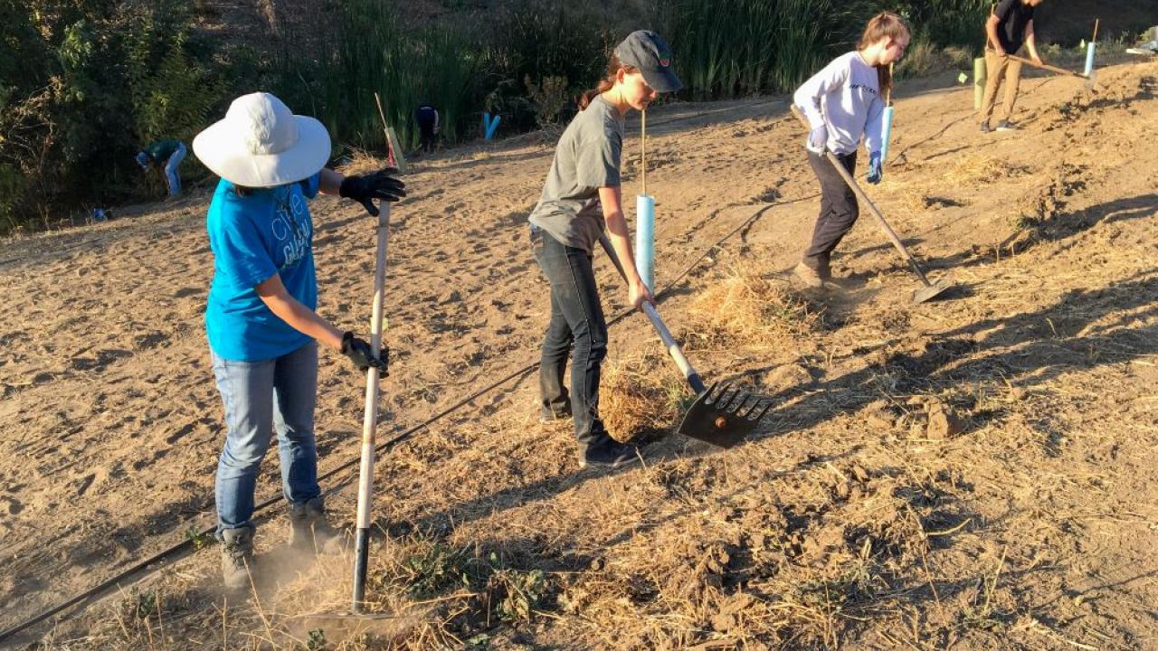 Habitat Restoration interns preparing land for restoration project. Students on the UC Davis Arboretum and Public Garden's Learning by Leading Habitat Restoration team work to restore a previously barren patch of land filled with plants that surround their man-made water way.