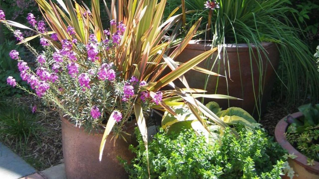 Plants