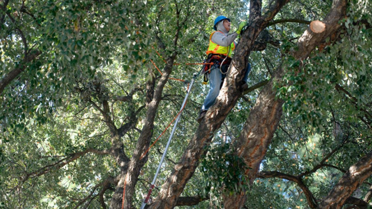 John McKnight, Lead Tree Trimmer for UC Davis Grounds and Landscape Services, can usually be found high above ground, caring for campus trees like this cork oak in Orchard Park. Tree Campus USA