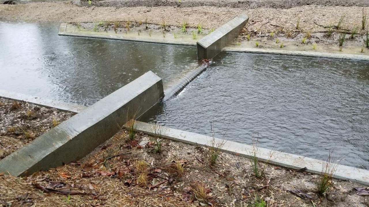 A weir in the Arboretum Waterway