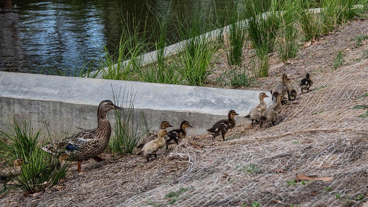 Ducklings walk around the weirs