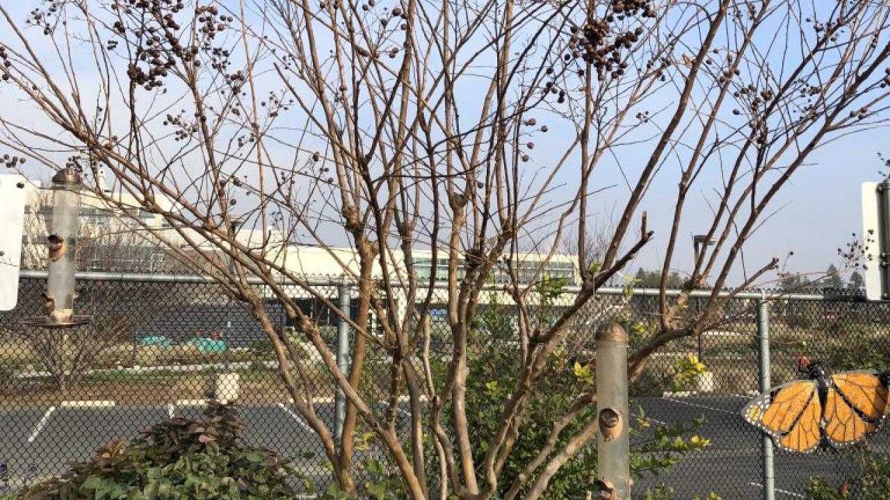 Photo of a dormant crape myrtle tree.