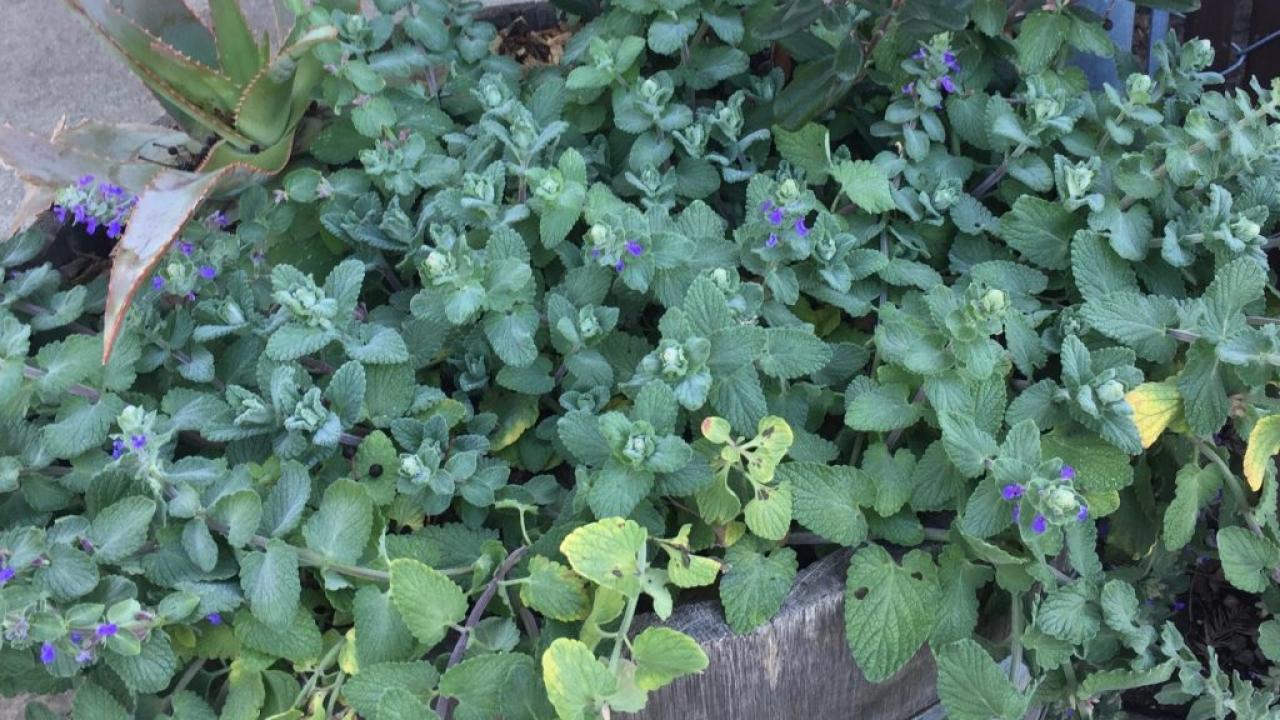 Photo of a sun-loving, blooming, and healthy Catmint (Nepeta x faassenii) plant. Image of catmint.
