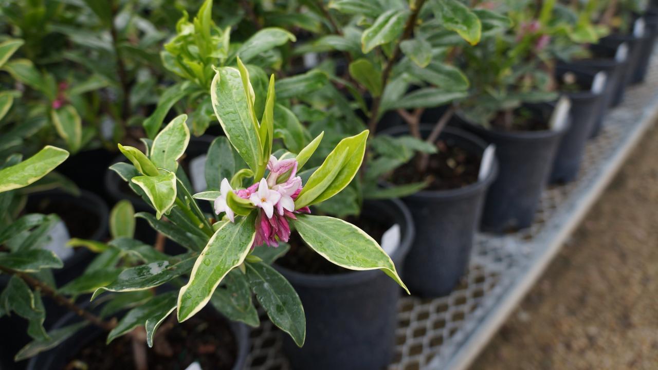 Winter daphne A potted winter daphne