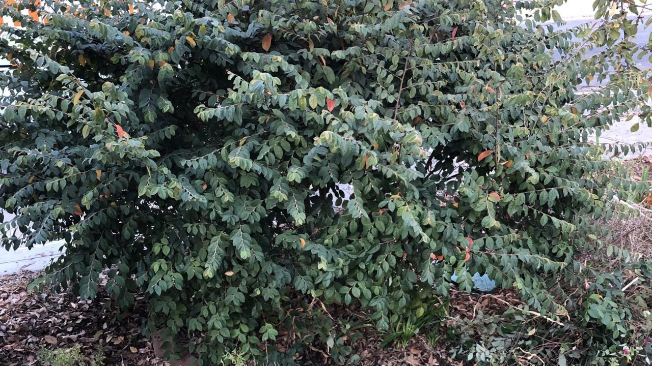 Chinese fringe flower in need of pruning. Prune up or prune down? That's the question Taylor Lewis nursery manager asks and answers. photo of Chinese Fringe flower