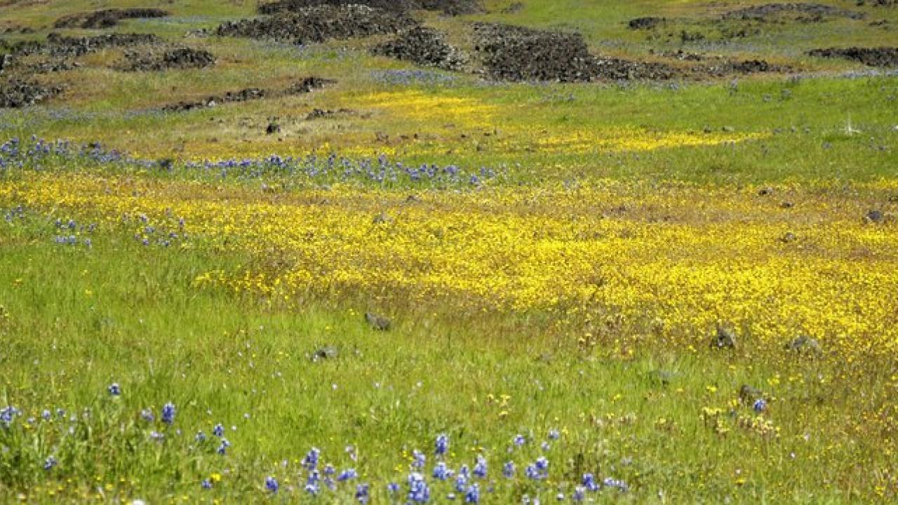 An example of goldfields and lupine from Table Mountain in Oroville. These types of wildflowers will be planted along the La Rue Road median this winter. fields of lupine