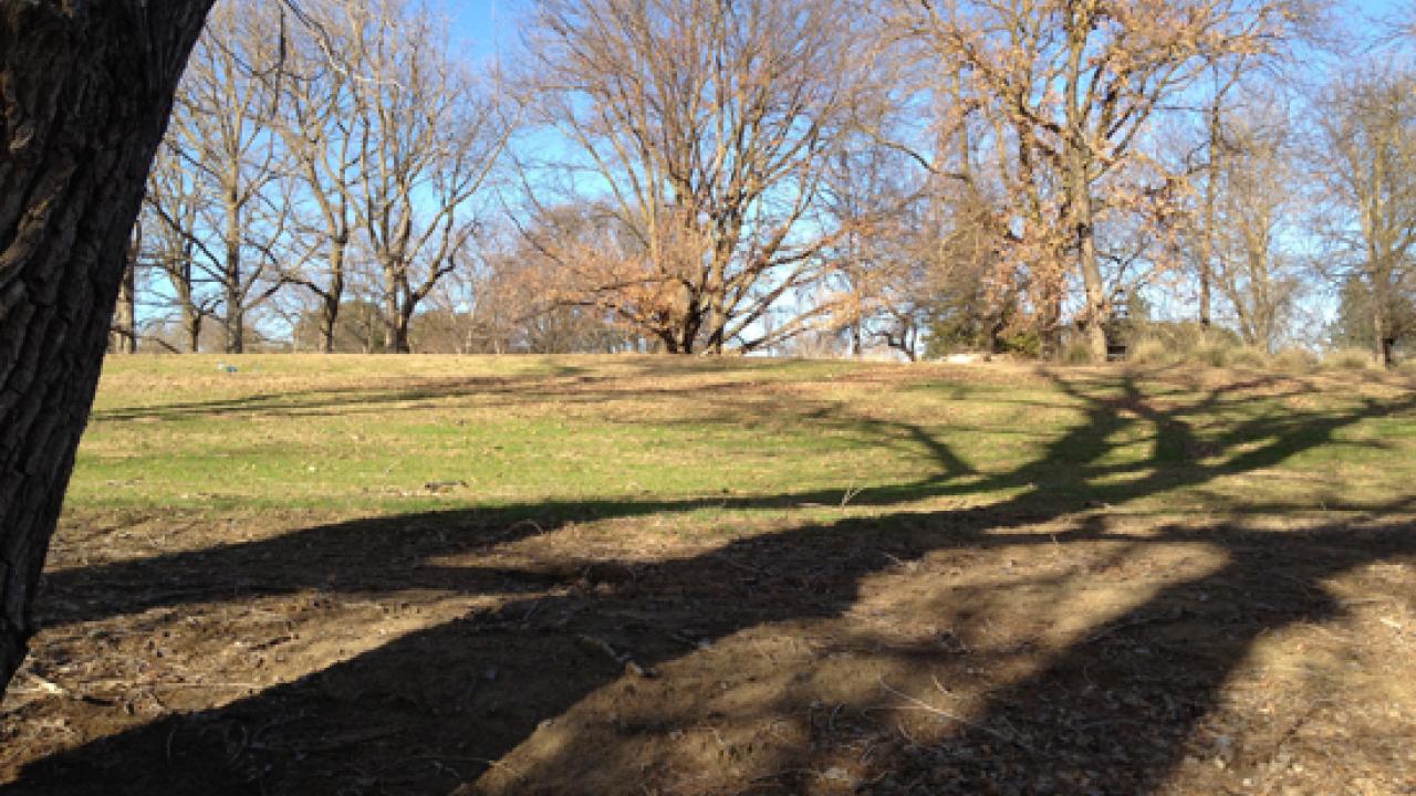 Growth at Oak Grove meadow