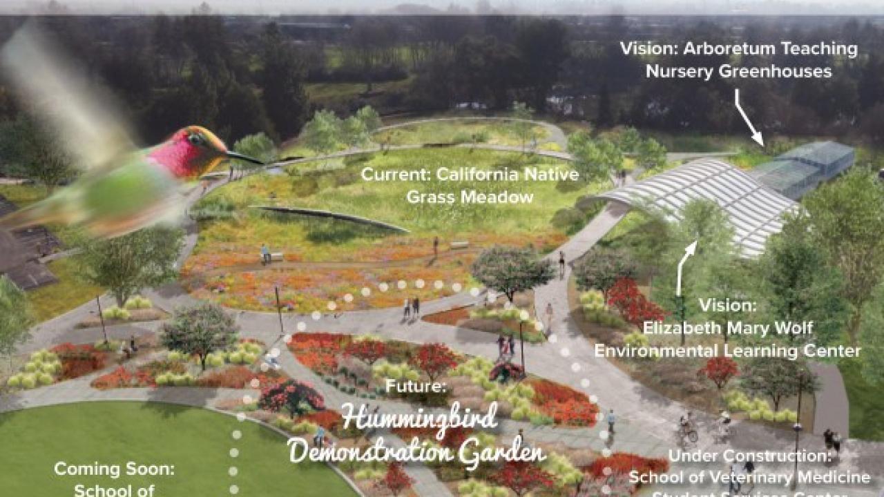 Participate in the creation of the UC Davis Arboretum’s first hummingbird demonstration garden by donating a gift during our region’s Big Day of Giving this May 3, 2016. Graphic of hummingbird demonstration garden