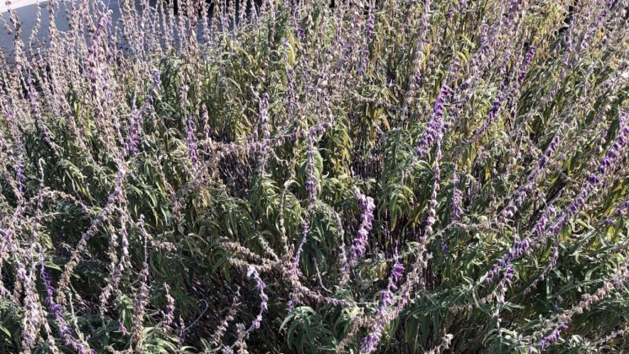Photo of Salvia leucantha ‘Santa Barbara’ taken in January 2020 before being pruned. Photo of Salvia leucantha ‘Santa Barbara’ taken in January 2020