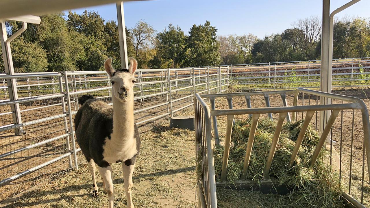 Llamas are also residents at this important facility! Image of llama in the UC Davis Large Blood Donor Animal Facility.