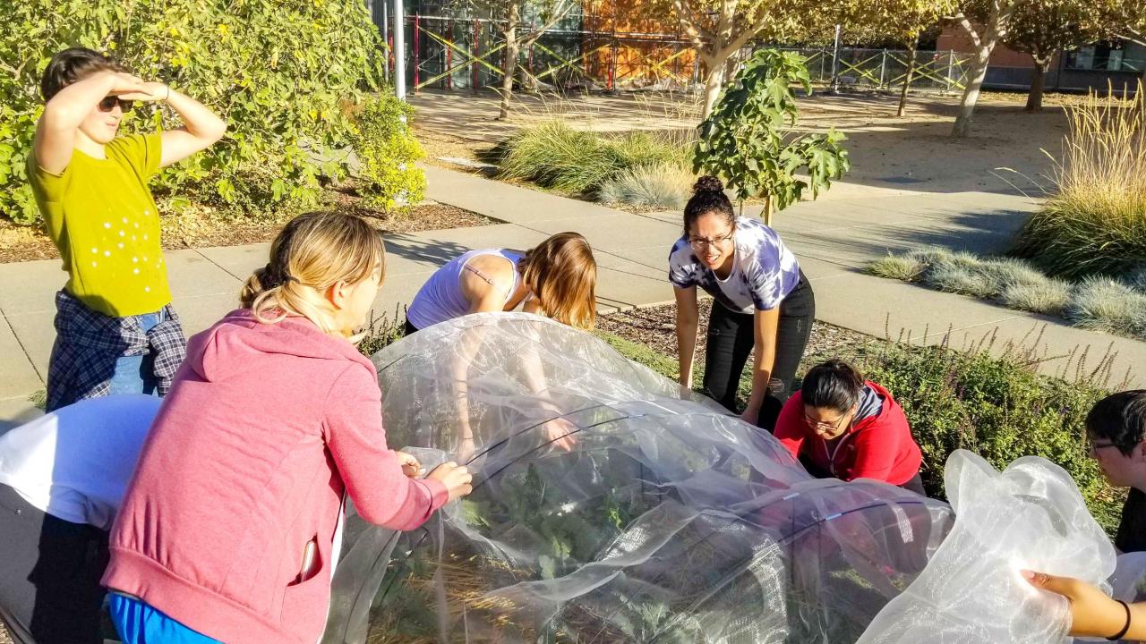 Students from the Edible Landscaping team work together to install a row cover to protect their produce. Students from the Edible Landscaping team work to install a row cover.