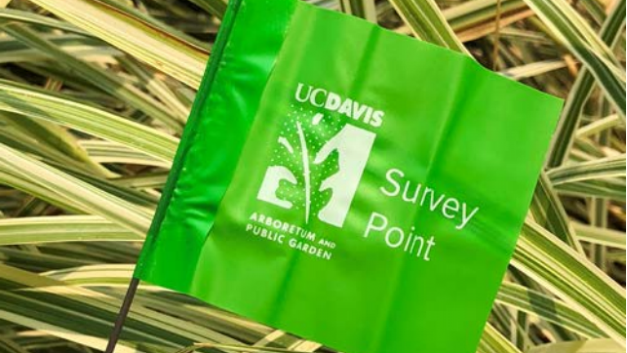 Image of green flag. 