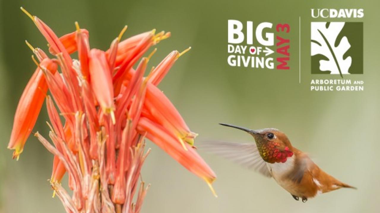 Thank you to photographer Lynda Goff from LyndaGoff.com for allowing us to use her gorgeous hummingbird photography in support of this campaign. Hummingbird