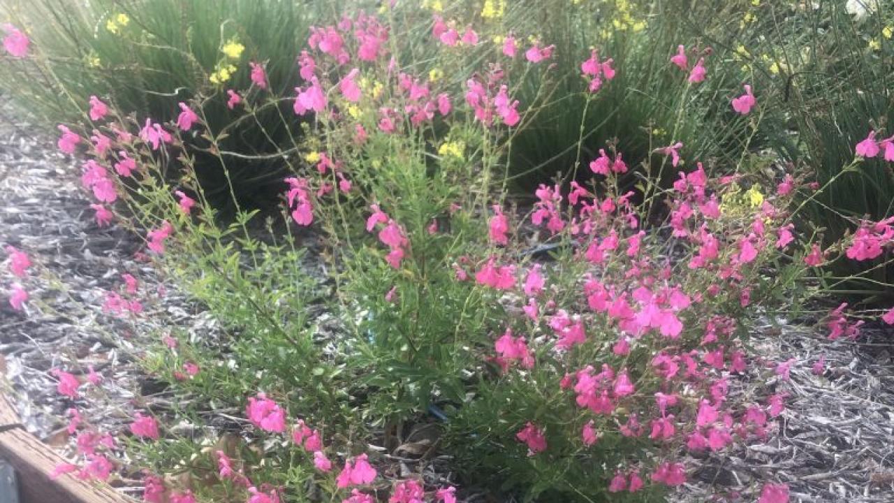 Image of a Salvia ‘Pink Cadillac’ in need of pruning. Photo of sage
