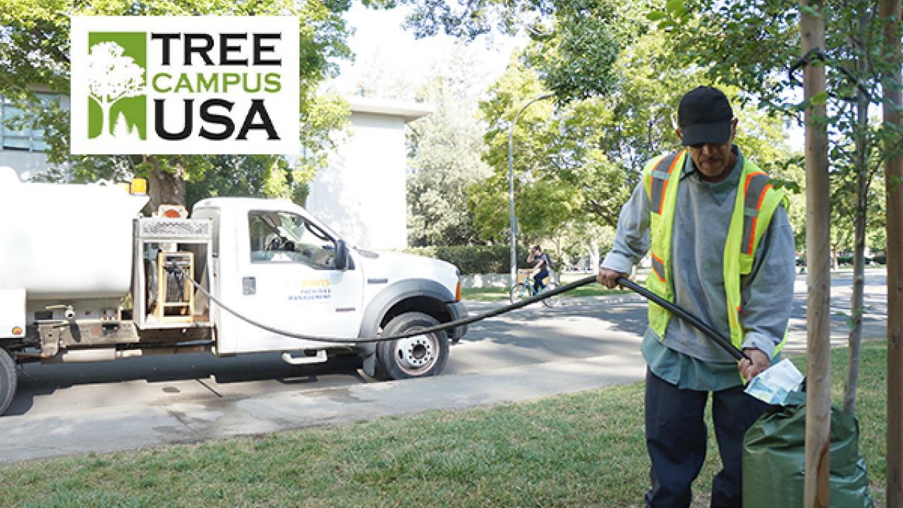 Willie Hernandez, groundskeeper with UC Davis grounds and landscape services, fills a SaplingSoaker from a campus water truck. By using these bags, trees planted in lawns we no longer irrigate, still get the water they need through the summer. Willie Hernandez, groundskeeper with UC Davis grounds and landscape services