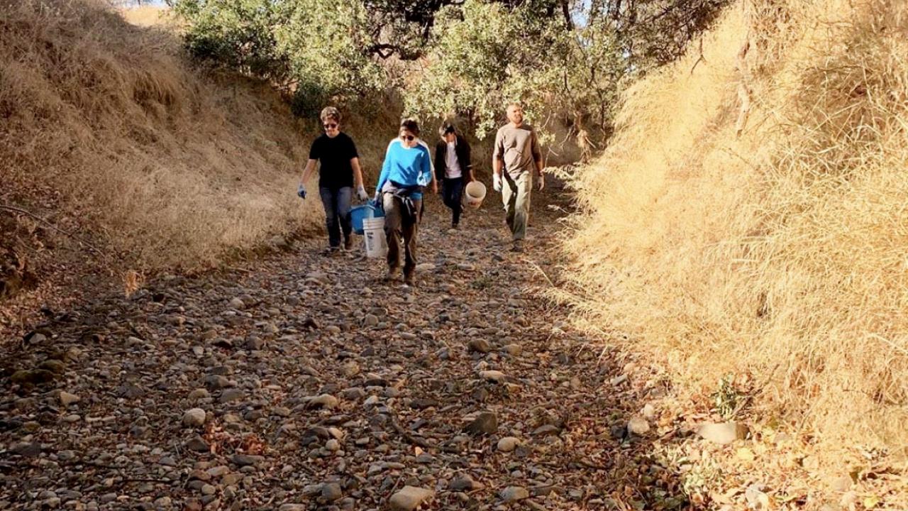 S.E.E. Putah Creek interns walk together collecting seeds in the reserve.