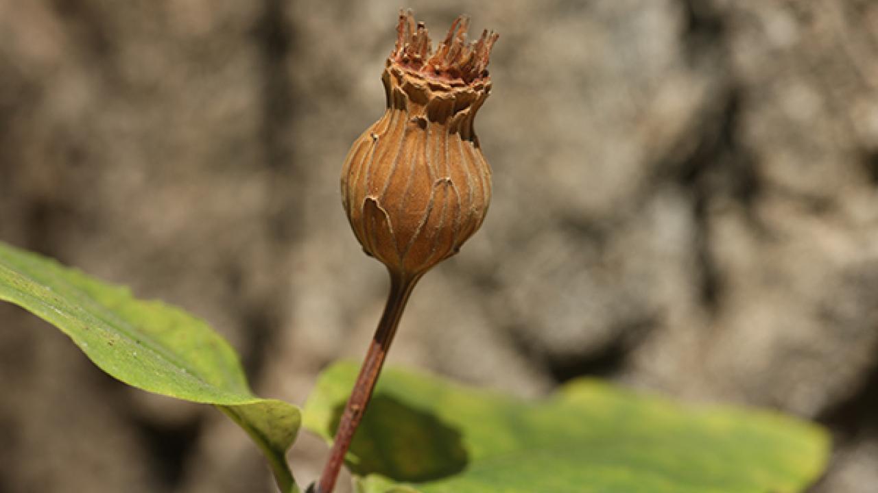 Image of the organ which houses the seeds (technically achenes) of the western spicebush. Western yellowjackets seem to have an unexplained affinity for the achene of this plant. (Courtesy photo: Dylan Burge.) Western spicebush organ
