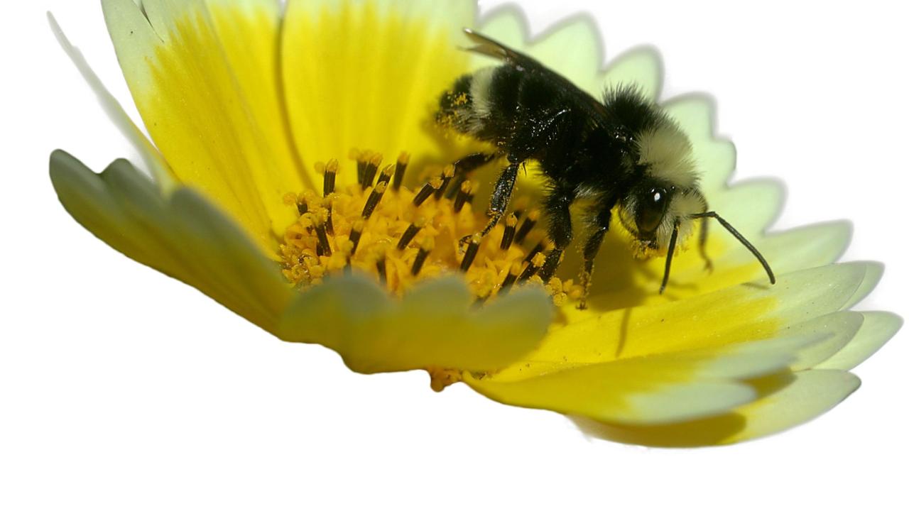 Image of a yellow-faced bumble bee on a flower.