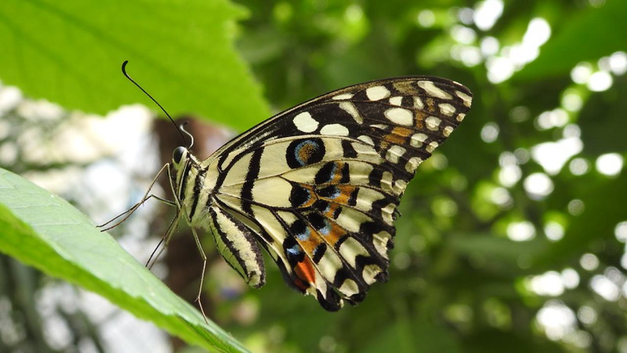 Photo of butterfly