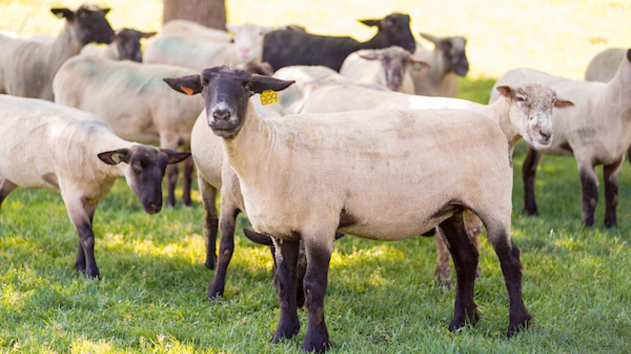 Image of a herd of UC Davis sheepmowers with one that is looking at the camera.