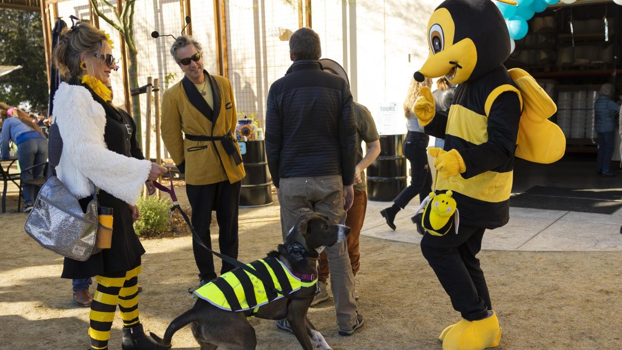 Two people and a dog in bee-themed attire greet a person in a bee mascot costume