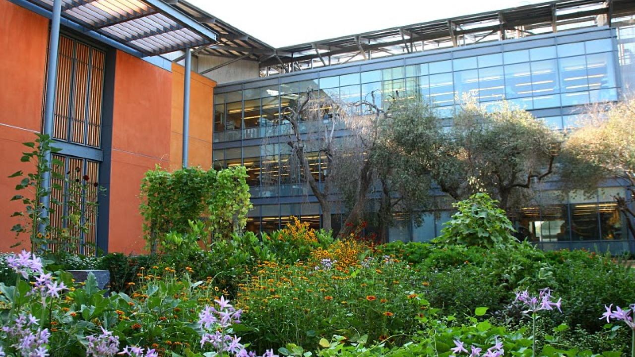 Blooming garden in the courtyard of the Robert Mondavi Institute