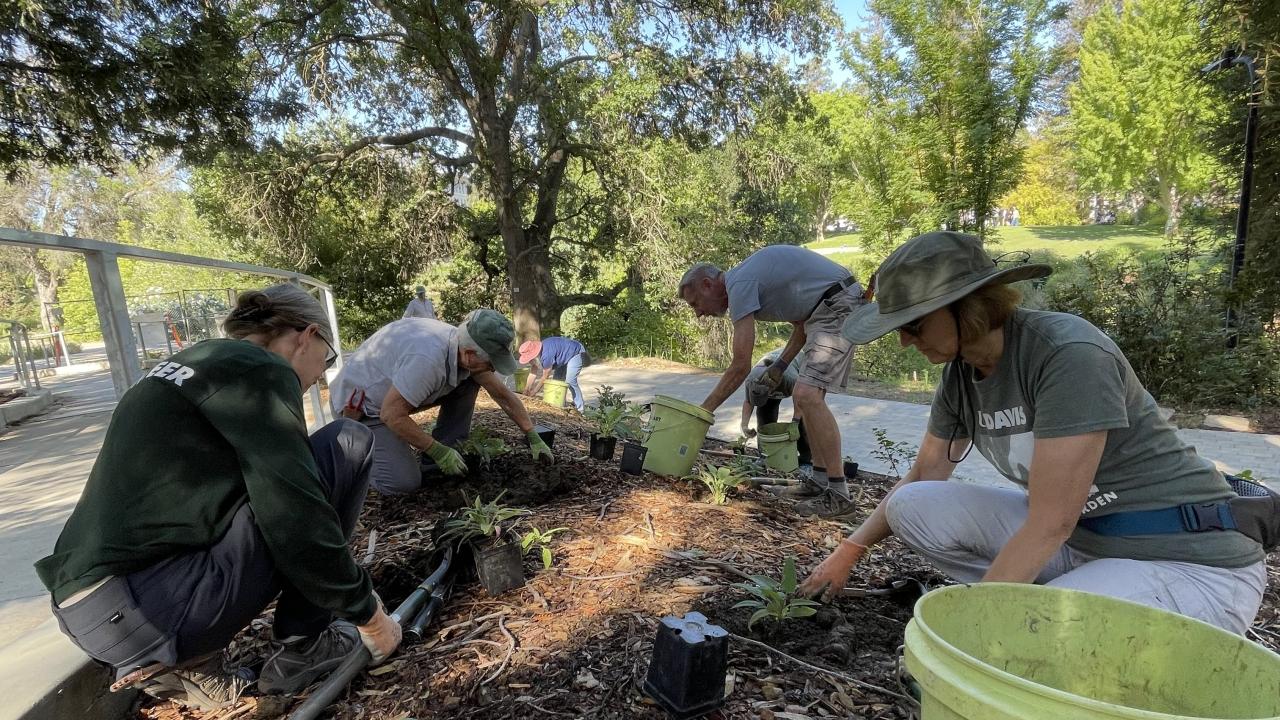 Volunteer planting