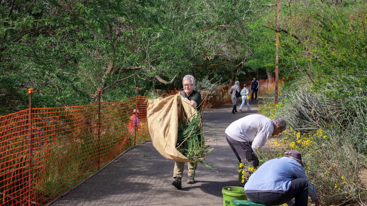 Group of volunteers working in the Arboretum