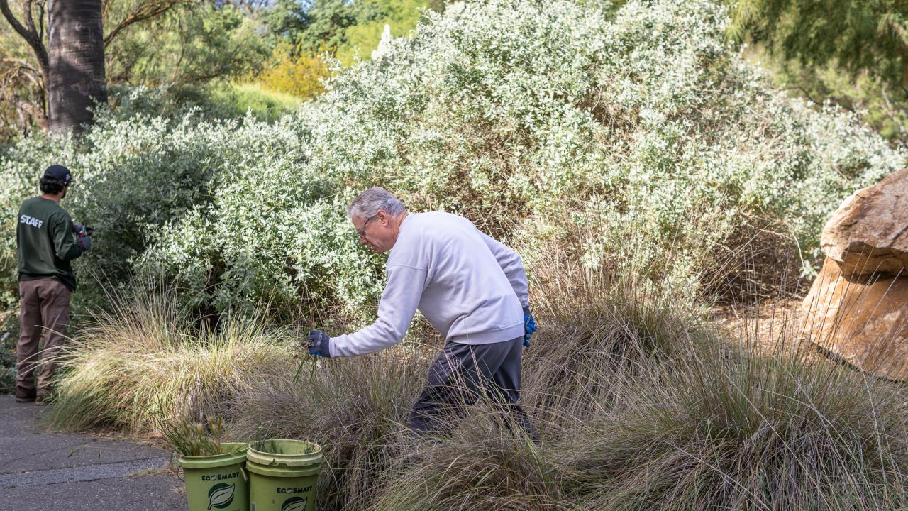 Volunteer weeding in the Arboretum and Public Garden