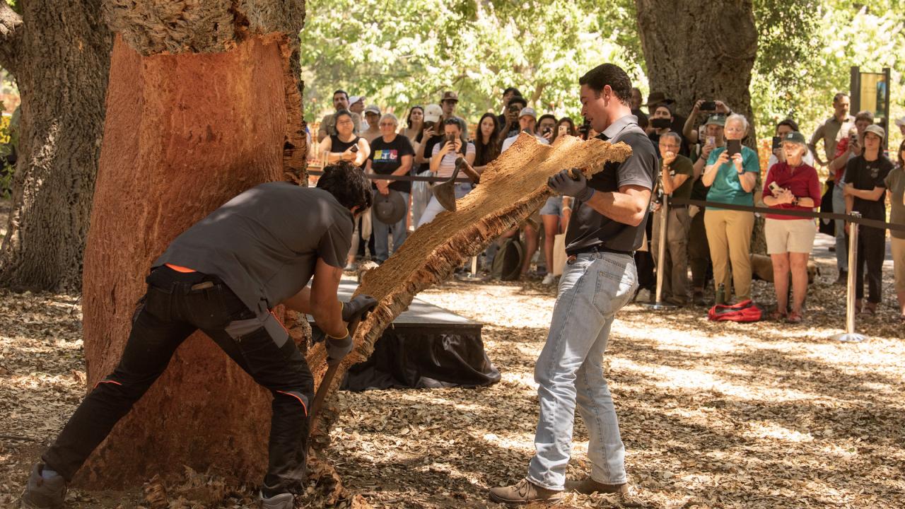 Skilled craftspeople from Portugal demonstrate the process of cork harvesting as students in the 'Technology and Winery Systems' (VEN 135) class, regional wine industry stakeholders, and various campus affiliates look on.