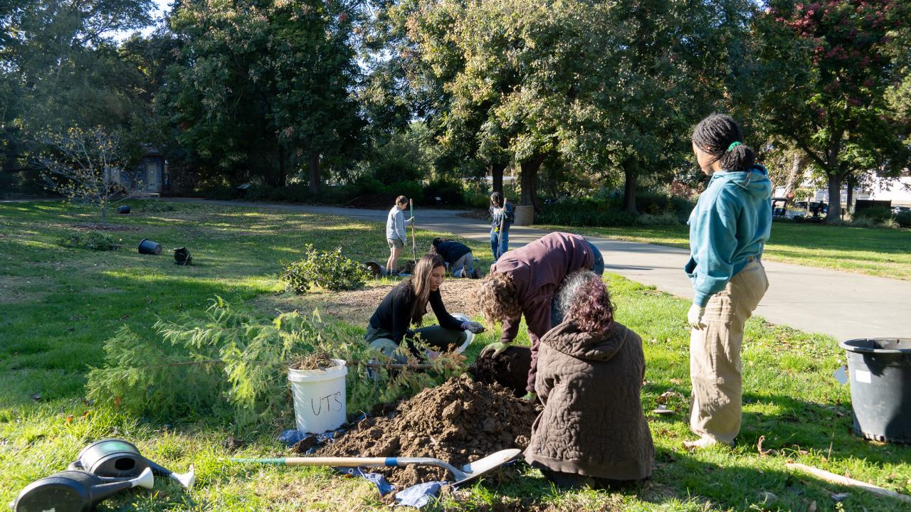 Urban Tree Stewardship interns plant trees in the Arboretum and Public Garden