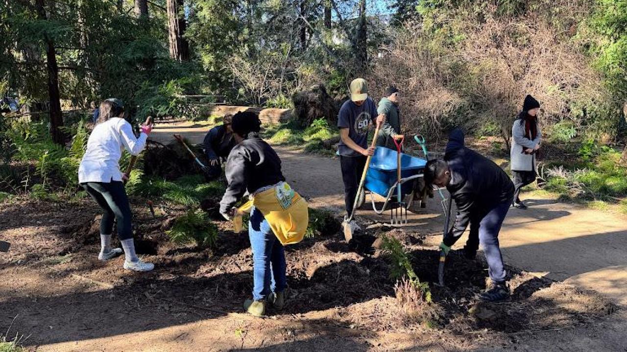 A group of volunteers with shovels work in the Redwood Grove