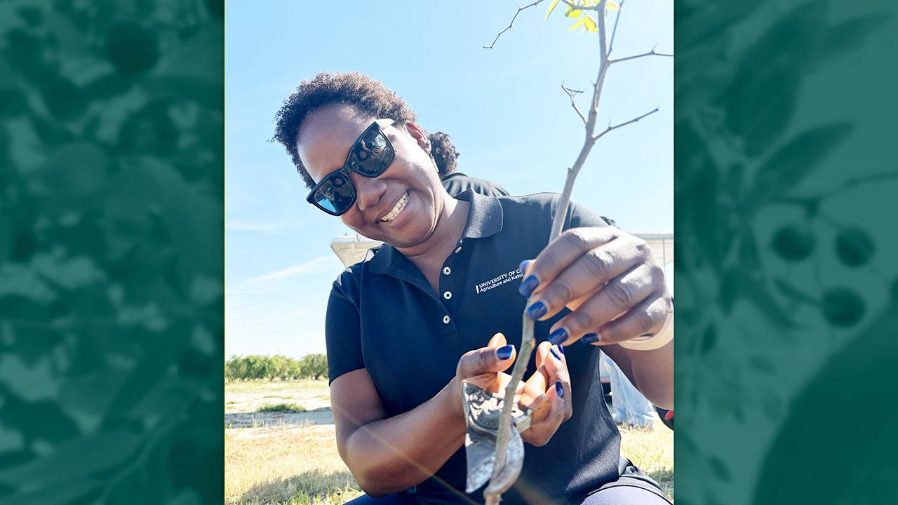 Dr. Gaëlle Chanlot pruning a young jujube tree.