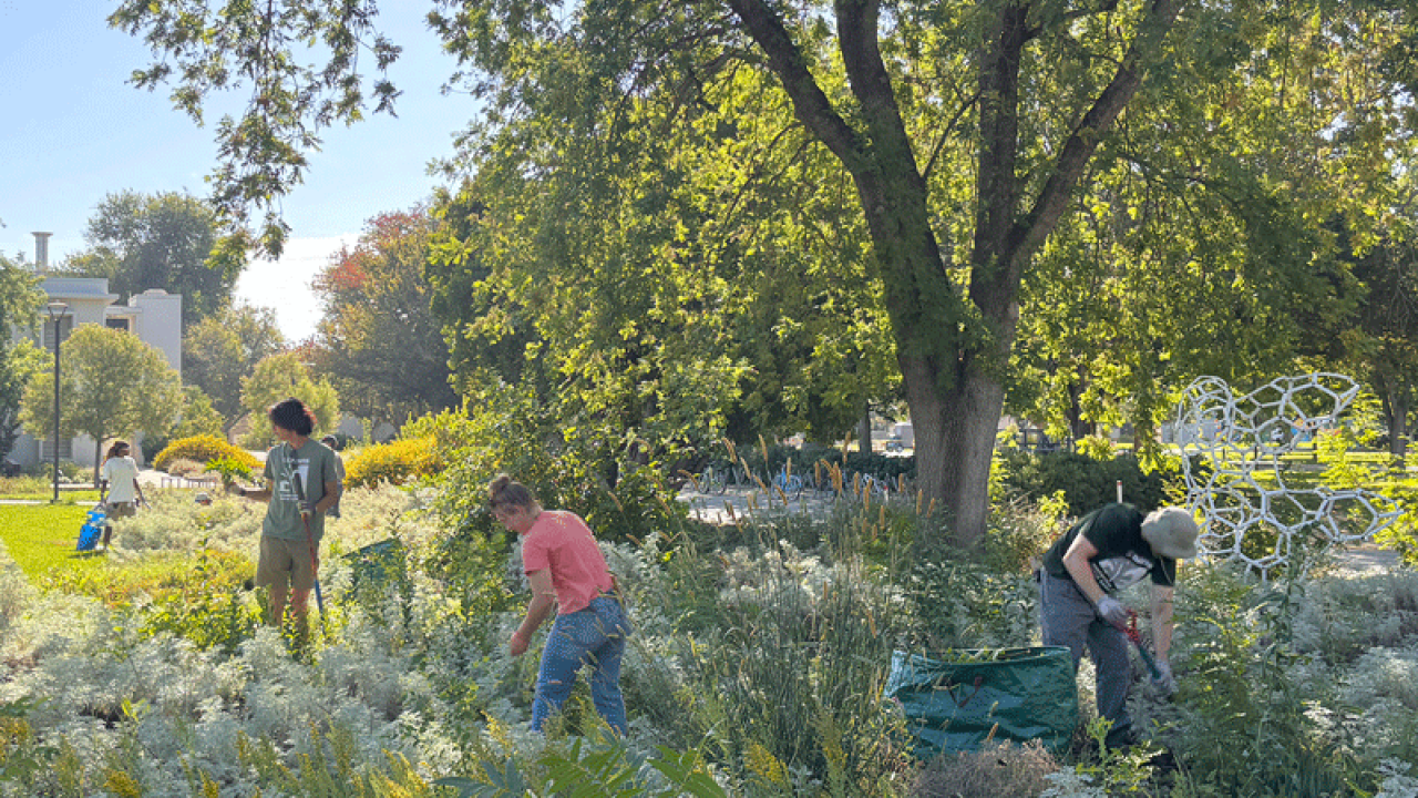 Three people working in a sunlit urban park garden under large trees