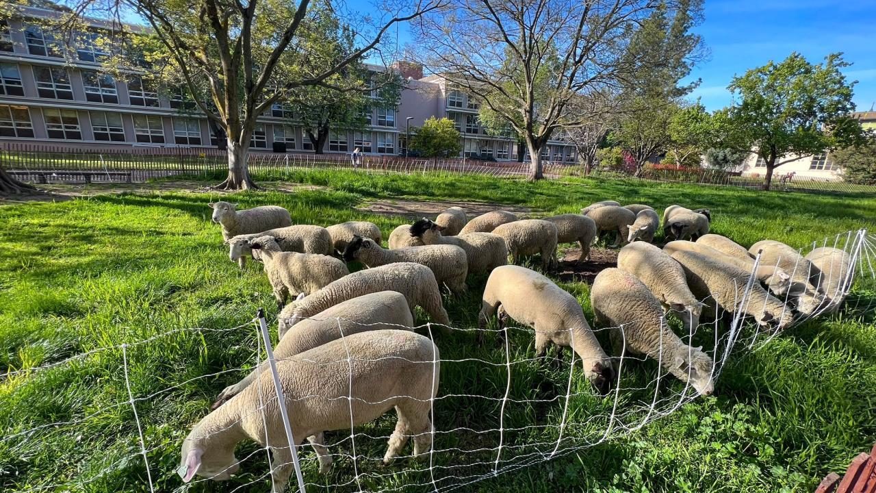 Herd of sheep mowers on UC Davis campus.