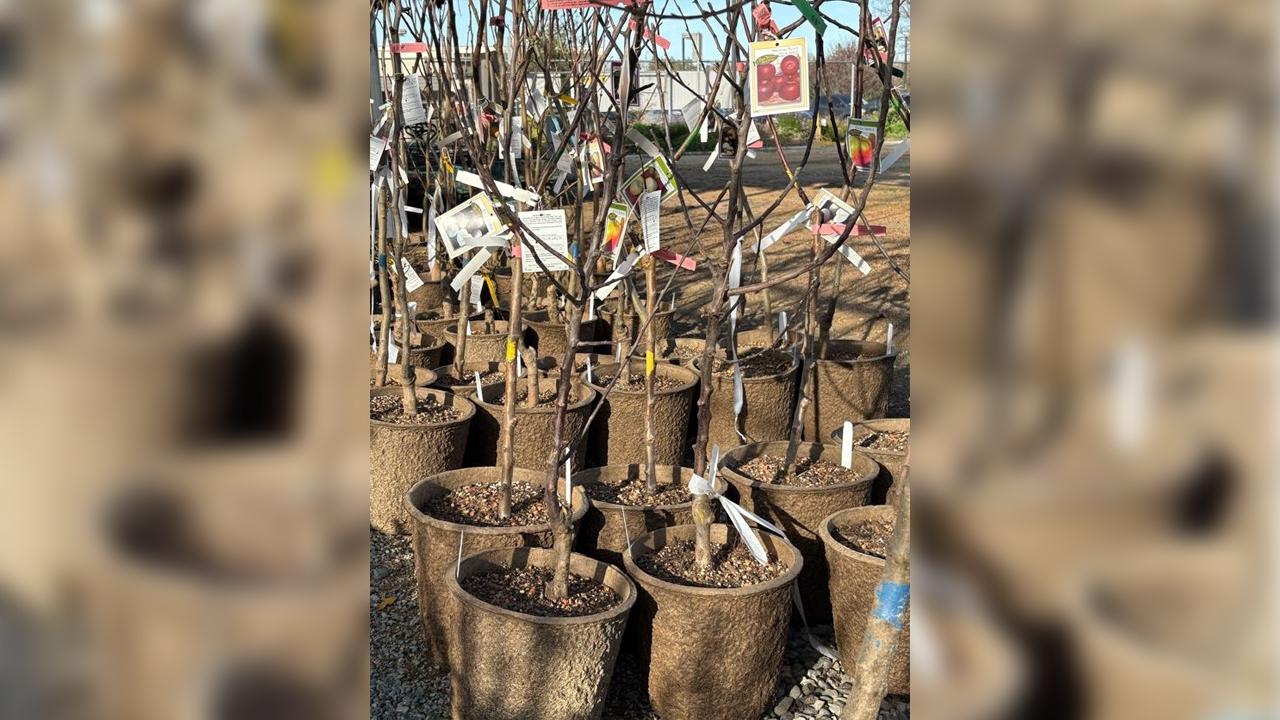 Image of a group of fruit trees in the winter at the UC Davis Arboretum Teaching Nursery.