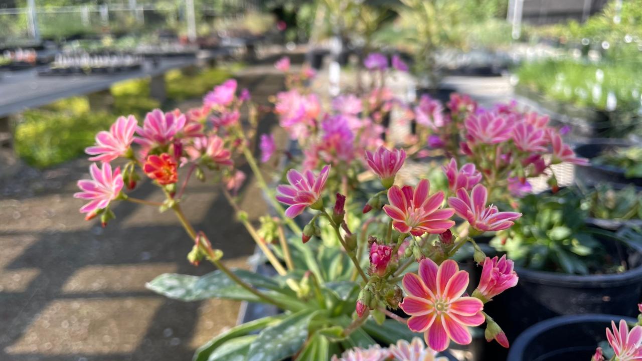  Image of CONSTANT™ Coral lewisia and its bright pink flowers with white petal outlines.