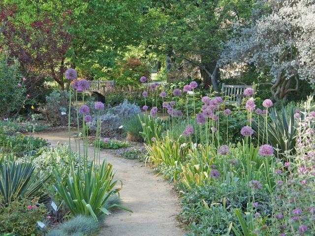 Image of the UC Davis Arboretum Ruth Risdon Storer Garden in spring with giant purple alliums blooming.