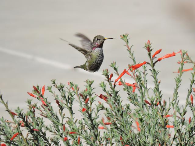 Image of hummingbird amongst fuchsia blossoms in the UC Davis Arboretum and Public Garden.