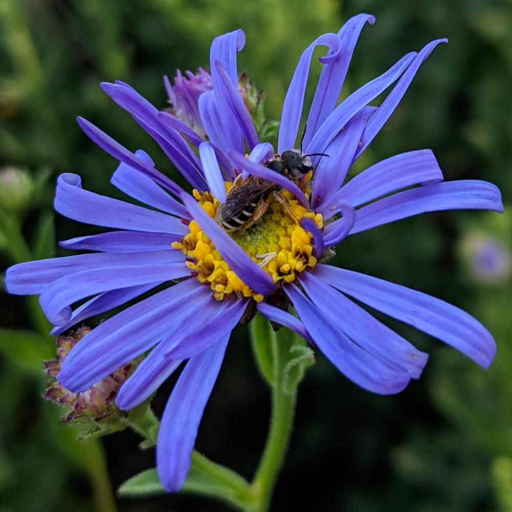 Image of bee on a flower.