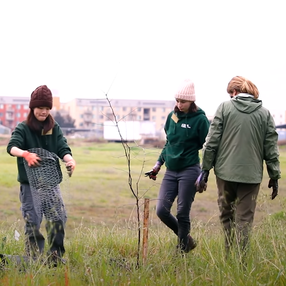 students planting trees