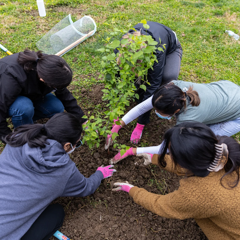 students planting trees