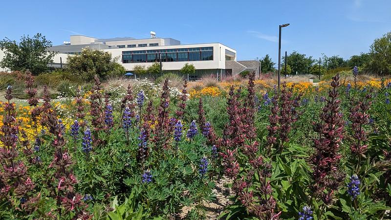 Image of a large patch of wildflowers with academic buildings in the back in the UC Davis Arboretum and Public Garden.