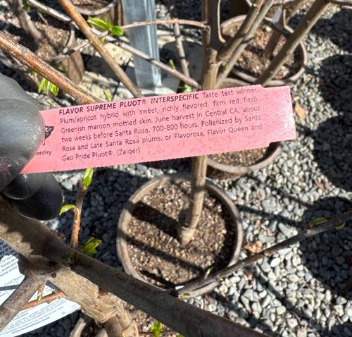 Image of a tag on a fruit tree that explains whether or not it is self-fertile.