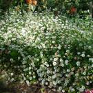 Santa Barbara daisy
